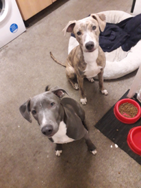 lurcher for sale north east